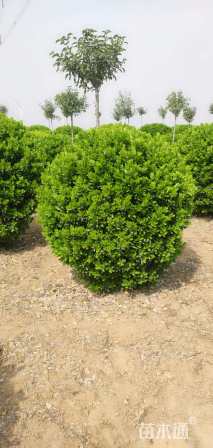 冠幅150厘米大叶黄杨球