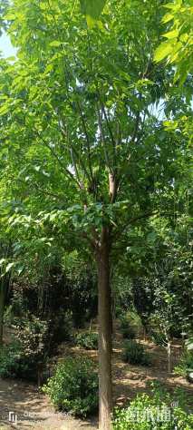 18公分楸树