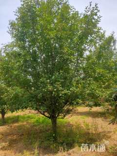 17公分绚丽海棠