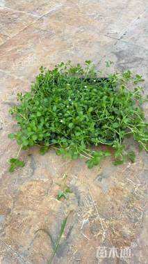 高度10厘米姬岩垂草方盘