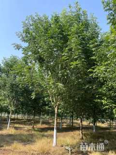 12公分秋紫白蜡