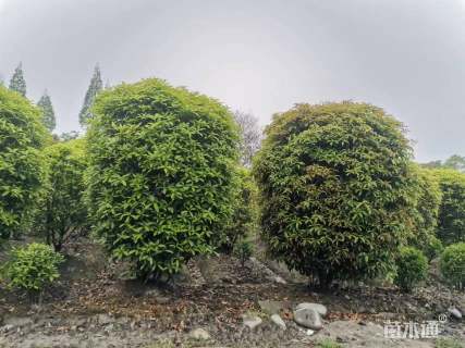 冠幅250厘米桂花球