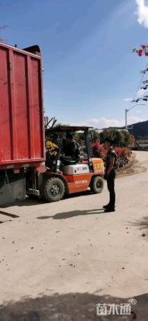 高度300厘米三角梅