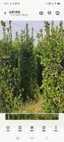 高度120厘米大叶黄杨柱