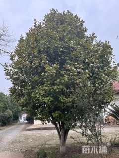 高度450厘米茶花