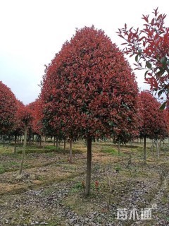 12公分红叶石楠