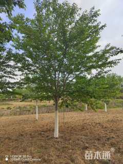 16公分高杆早樱