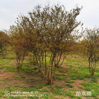 高度350厘米丛生紫薇