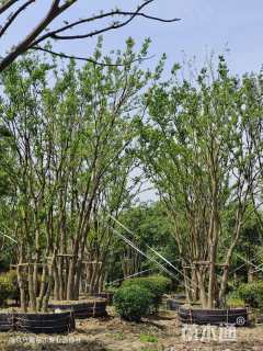 80公分(5杆)丛生乌桕
