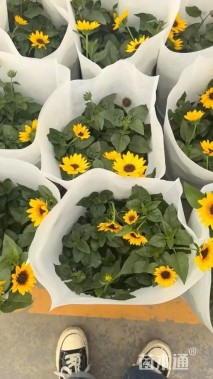 高度40厘米向日葵