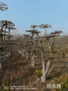 25公分对节白蜡