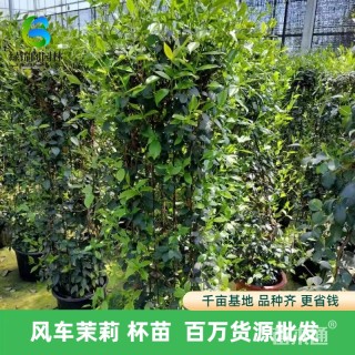 40厘米风车茉莉