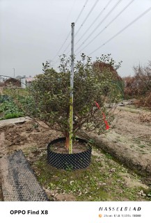 高度150厘米菲油果