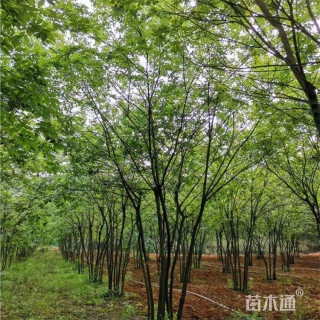 40公分(5杆)丛生朴树