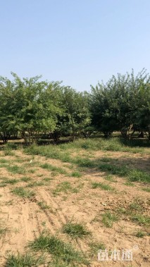 高度500厘米丛生五角枫