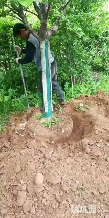 10公分八棱海棠