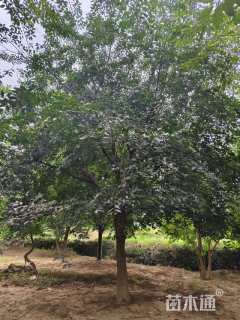 30公分朴树