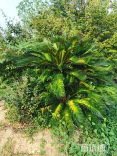 裸干高150厘米多头苏铁