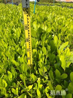 50公分马占相思