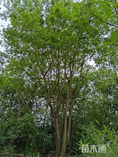 80公分丛生朴树