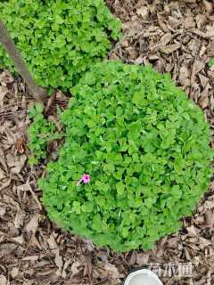 高度20厘米红花酢浆草