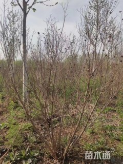 高度250厘米丛生紫薇