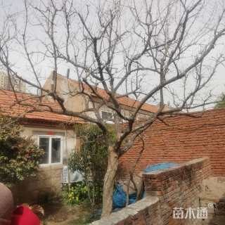 高度1600厘米石榴