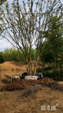 80公分丛生朴树