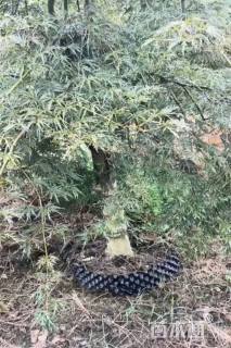 高度230厘米羽毛枫