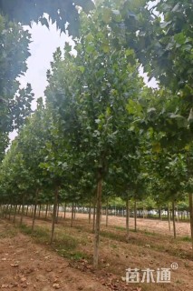 15公分速生法桐