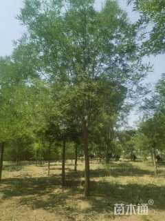 23公分国槐