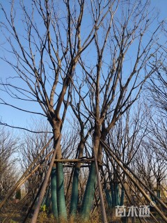 18公分(5杆)丛生朴树