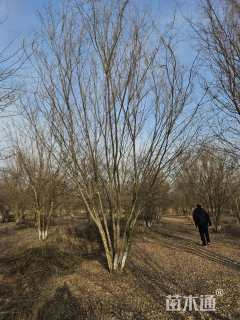 10公分(5杆)丛生榔榆