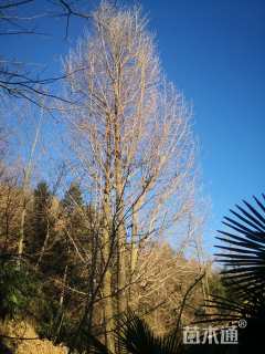 10公分(3杆)丛生银杏