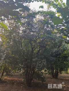 高度500厘米丛生黄栌