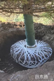 高度800厘米云杉