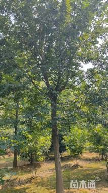 15公分朴树