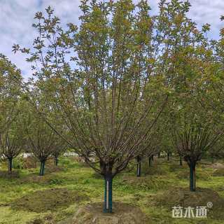 14公分绚丽海棠