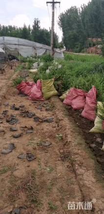 高度25厘米平枝栒子