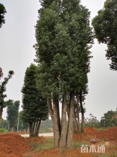 100公分多杆香樟