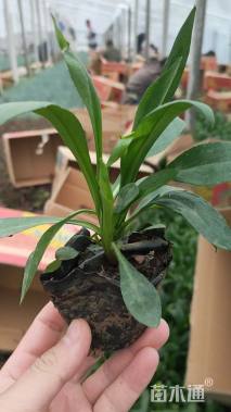 高度15厘米紫苑