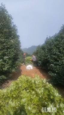 高度350厘米茶花