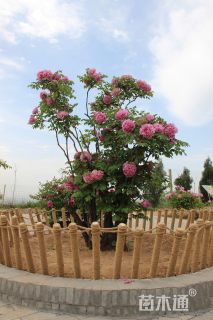 高度150厘米牡丹