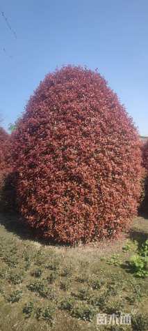 冠幅350厘米红叶石楠球