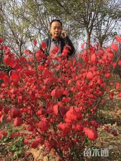 高度120厘米火焰卫矛