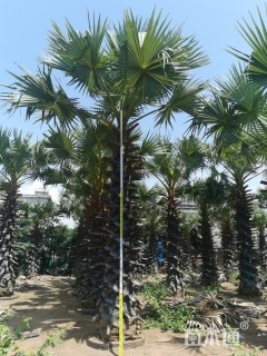 裸干高700厘米糖棕