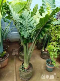 高度150厘米海芋