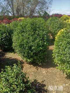 冠幅80150厘米金叶榆球