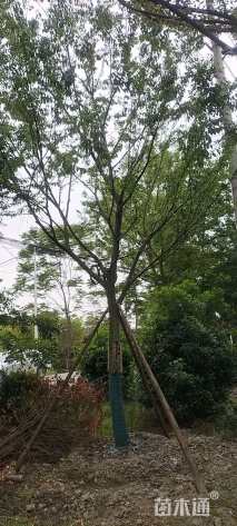20公分朴树