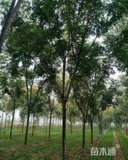 13公分黄山栾树